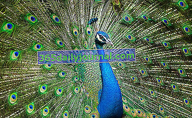El pavo real, pájaro majestuoso con plumas azules