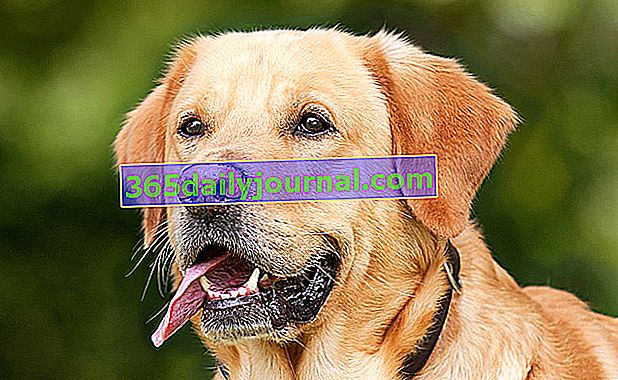 Labrador Retriever, gwiazda psów do towarzystwa