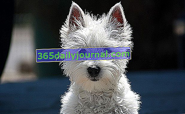 Bijeli terijer Westie ili West Highland, mali bijeli pas 