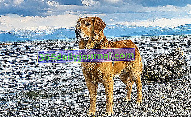Golden Retriever, pies, który kocha wodę!