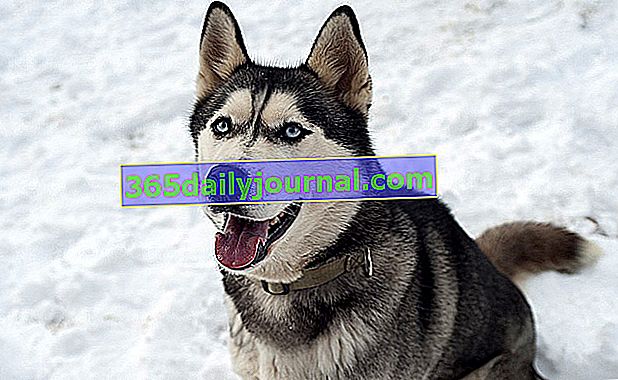 Siberian Husky: pies pracujący wychodzący z zimna