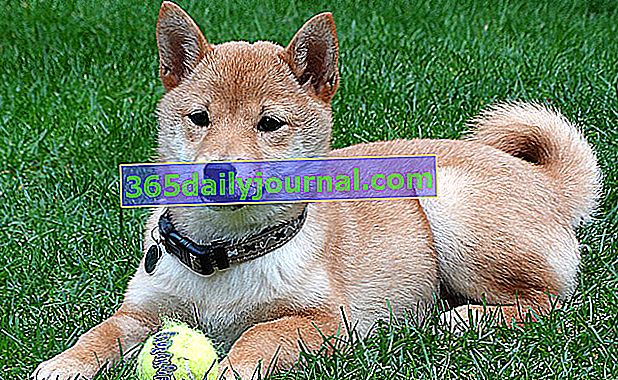 El Shiba Inu, raza de perro japonés