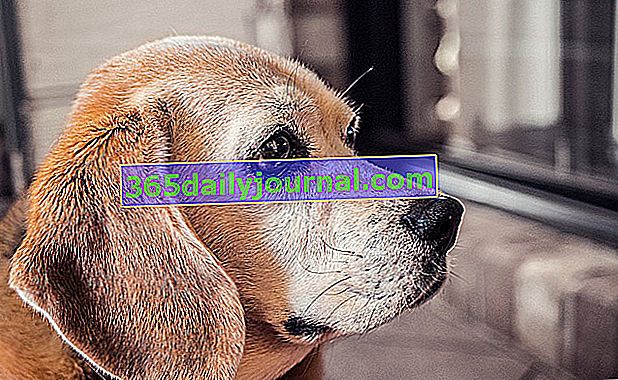 Діабет у собак: причини, симптоми та профілактика