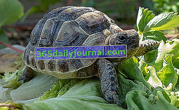 Adoptar una tortuga terrestre: ¿qué especie?  ¿Qué precauciones?