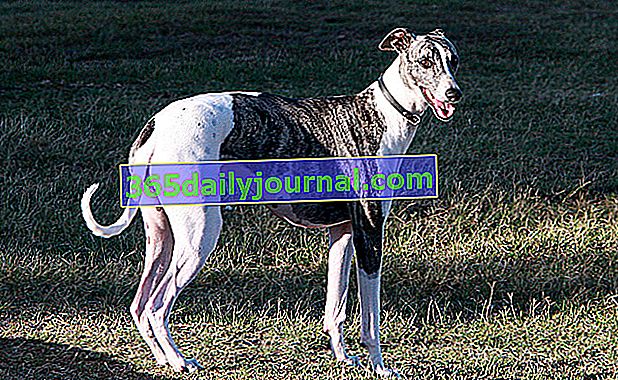 El Greyhound es un perro muy viejo ya que encontramos su rastro desde la Antigüedad