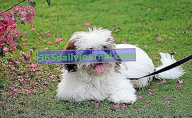 Lhasa Apso to przede wszystkim pies mieszkalny