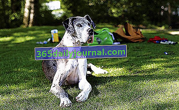Dog niemiecki, jeden z największych psów rasowych