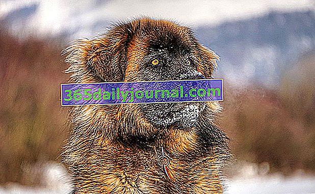 Leonberger, spokojny i cierpliwy gigantyczny pies