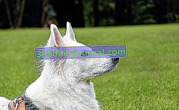 Berger Blanc Suisse, wspaniały biały pies o średniej długości włosie