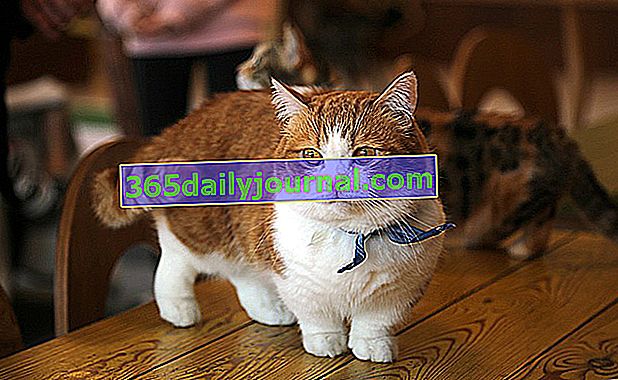 Kot karłowaty: jakie są najmniejsze rasy kotów?