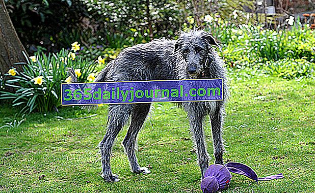 Deerhound lub Scottish Greyhound