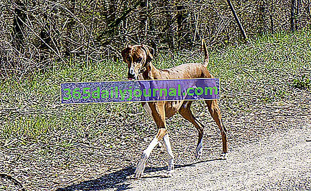 Azawakh Greyhound