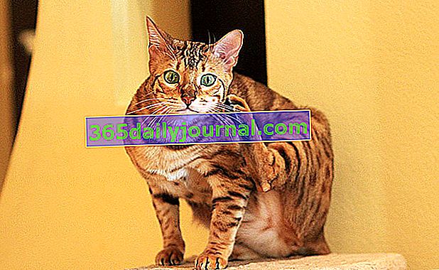 Rasa kotów bengalskich
