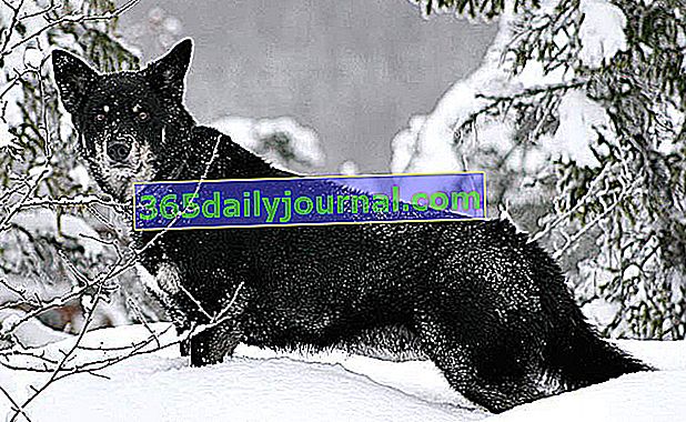 Laponský finský ovčák, aktivní a ochranný pes