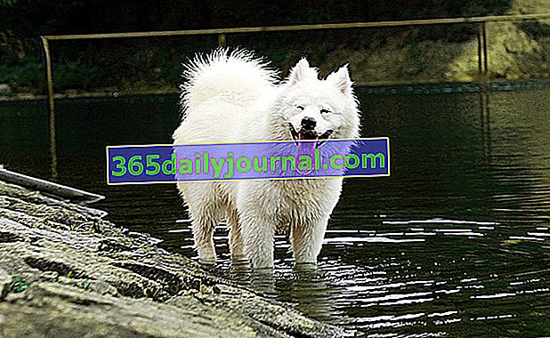 El Samoyedo es un perro tipo Spitz.