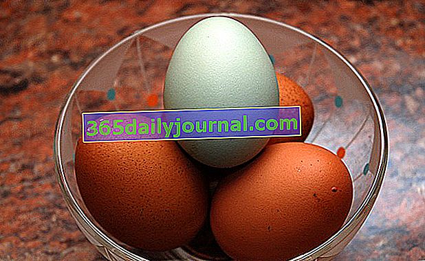 Kura Araucana jest przede wszystkim znana ze swoich niepowtarzalnie wyglądających jaj, ponieważ mają one kolor od niebieskiego do zielonego.
