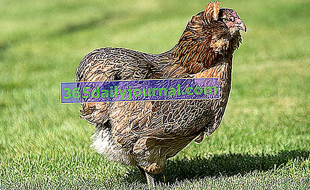 La gallina Araucana, con huevos de azul a verde