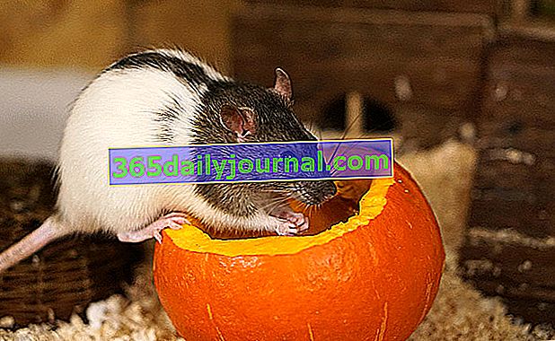 Domowe jedzenie szczurów
