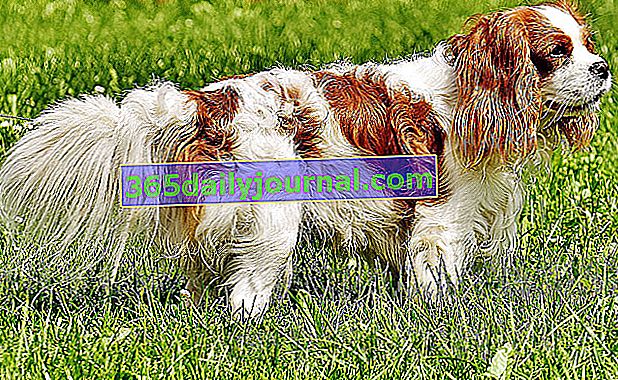 Cavalier King Charles Spaniel, perro de compañía muy hermoso y agradable