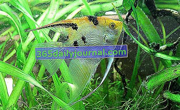 Скаляр (Pterophyllum scalare) в акваріумі, наша порада