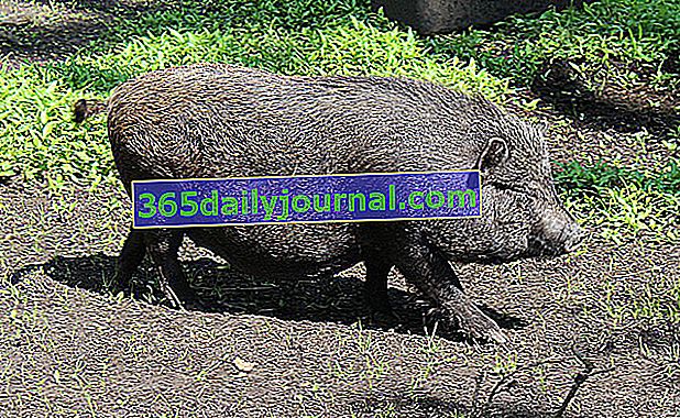 Tak nazywana jest świnia karłowata, ponieważ dorosła osiąga średnią wagę 60 kg