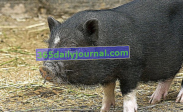 Jak utrzymać miniaturową świnię: wskazówki hodowlane