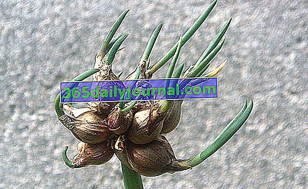 Лук рокамбола (Allium cepa var. Proliferatum), вечен лук или лук cattawissa