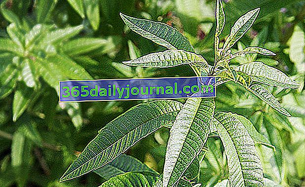 İnfüzyonlar için limon mineçiçeği (Aloysia triphylla)