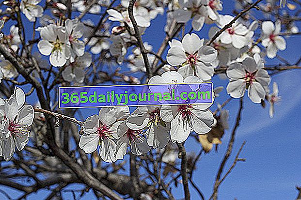 Drzewo migdałowe (Prunus Dulcis lub amygdalus)