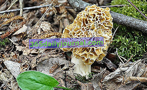 Morel mushroom, un hongo raro y muy apreciado