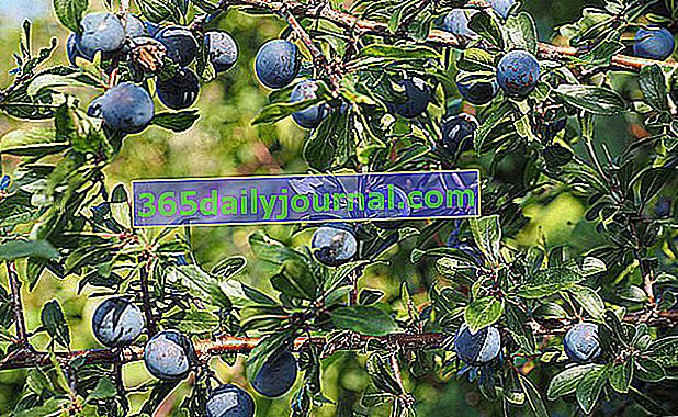 Endrino (Prunus spinosa), espina negra - Plantación, crecimiento