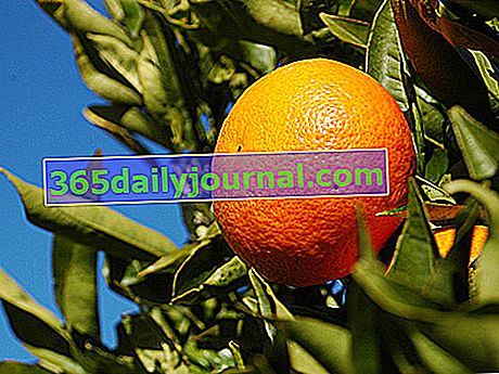 Mandarynka (Citrus reticulata)