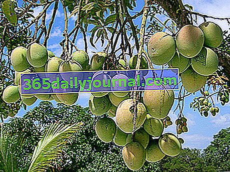 Árbol de mango (Mangifera indica)