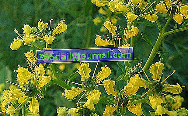 kwiaty ruty ogrodowej (Ruta graveolens) lub zepsuta ruta