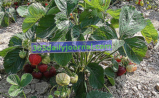 Uprawa truskawki (Fragaria) w ogrodzie warzywnym