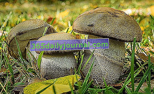 Borowik osiki szorstki (Leccinum duriusculum)