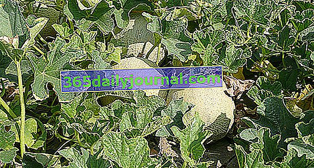 Sebze bahçesinde büyüyen Charentais kavunu (Cucumis melo)