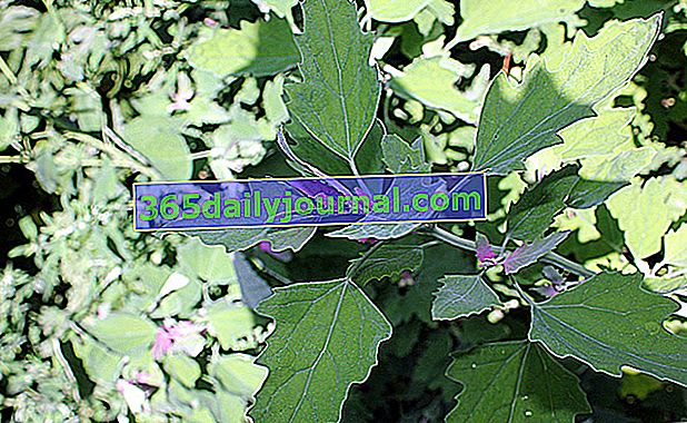 Huerto de jardín (Atriplex hortensis), falsa espinaca