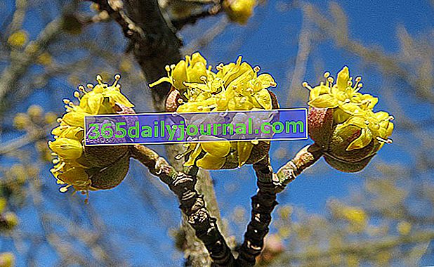żółty kwitnący dereń męski (Cornus mas)