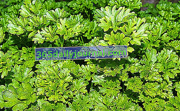 Pietruszka kędzierzawa (Petroselinum crispum 'crispum')
