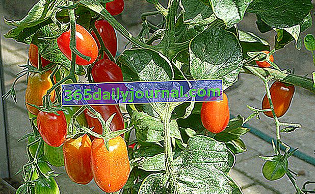 Fransa'da en çok yetiştirilen sebze olan domates (Lycopersicon esculentum)