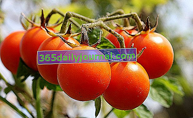 Cultivo de tomates cherry para niños.