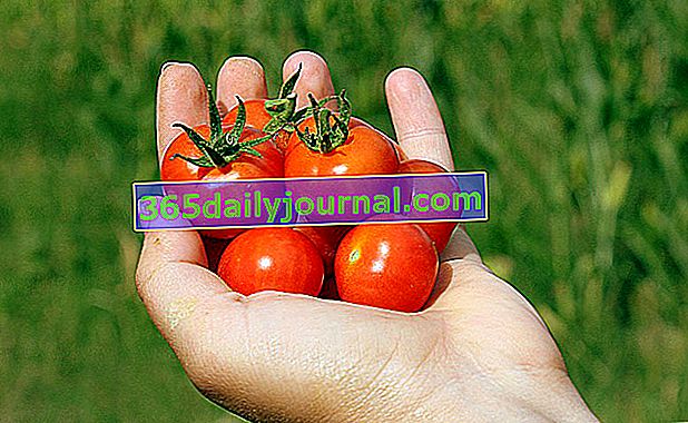 Cultivo de tomates cherry para niños.