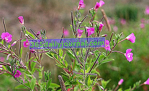 fireweed de flores pequeñas (Epilobum parviflorum)