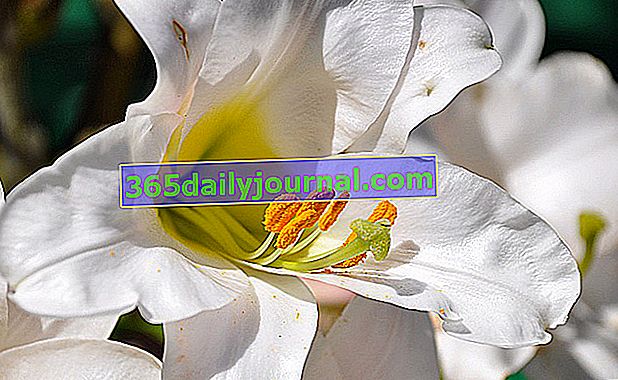 kwiat białej lilii (Lilium)