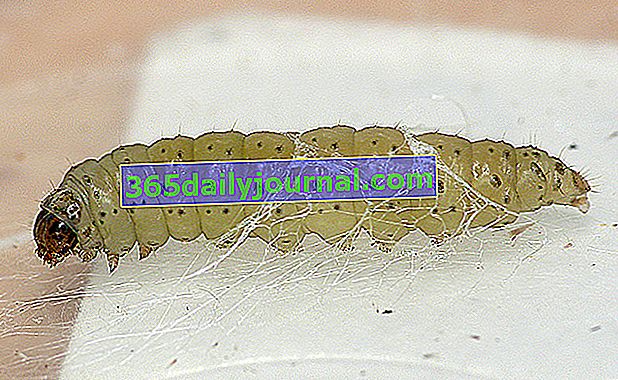 Pırasa güvesi veya pırasa kurdu (Acrolepia assectella)