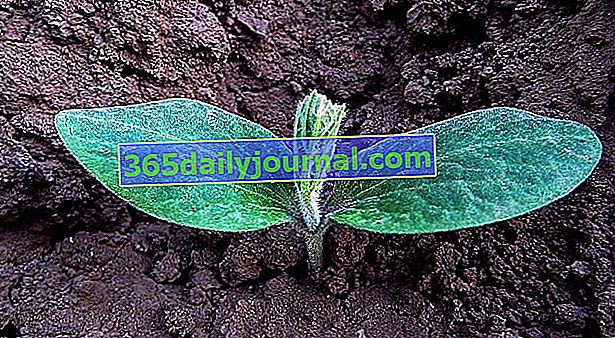 Kabak fidanları: küçük kabak bitkisi