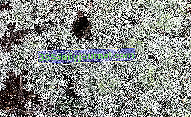 Artemisia 'Grad Powis' s srebrno sivim listjem