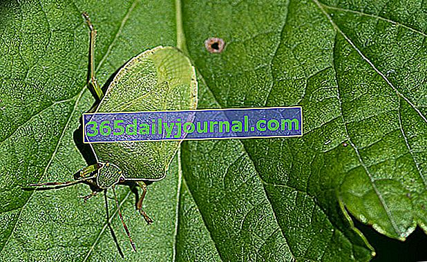 yeşil pis böcek (Nezara viridula)