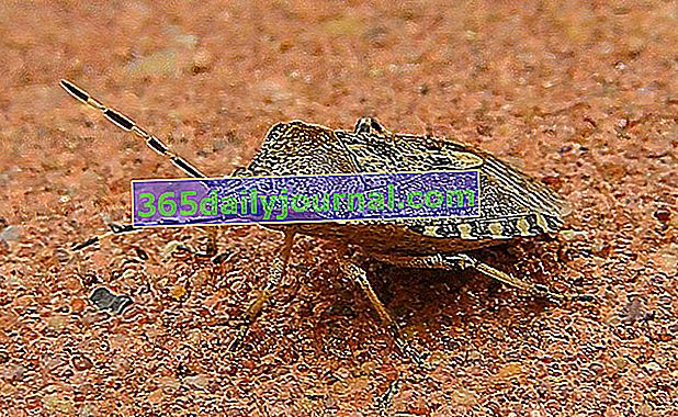szary robak śmierdzący (Rhaphigaster nebulosa)